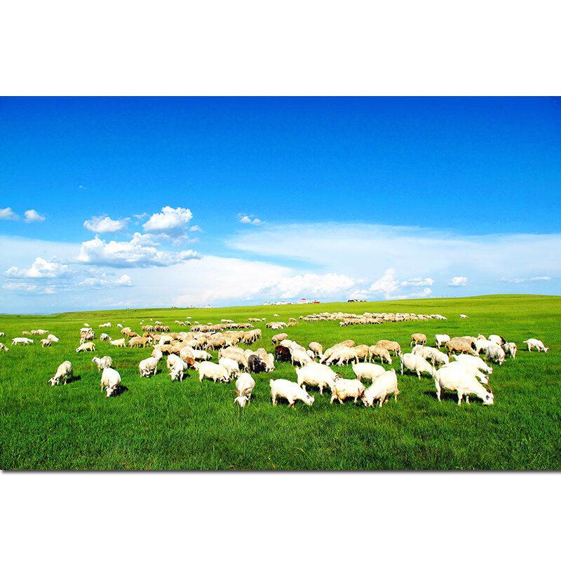 内蒙古动物羊吃草风景图大草原蓝天白云自然风光海报装饰贴画103 x103