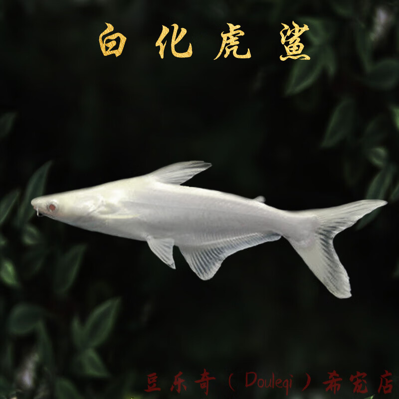 爱潮鸟鲨鱼成吉思汗鲨蓝鲨虎头鲨白化鲨凶猛热带淡水鱼观赏鱼活体