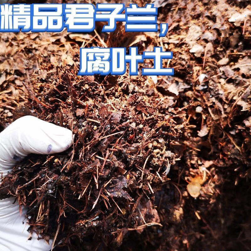 君子兰专用土腐叶土有机营养土土橡树叶腐熟树叶 3斤