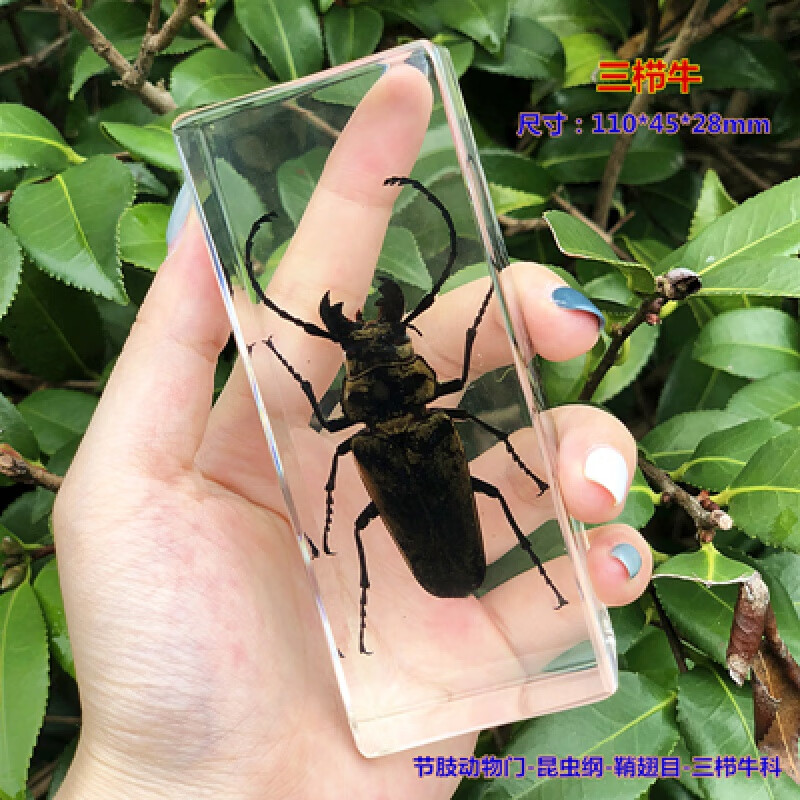 浅灰色 精品三栉牛 其他长方形尺寸  独立