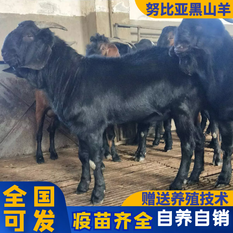 纯种努比亚黑山羊 黑山羊活羊幼崽怀孕母羊配种公羊小羊羔 定金