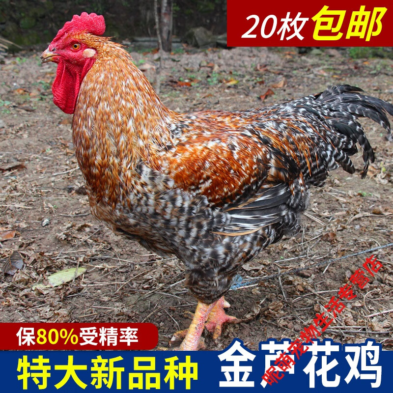 纯种大型金芦花鸡种蛋受精蛋可孵化小鸡的蛋种蛋土鸡种蛋20枚 20枚