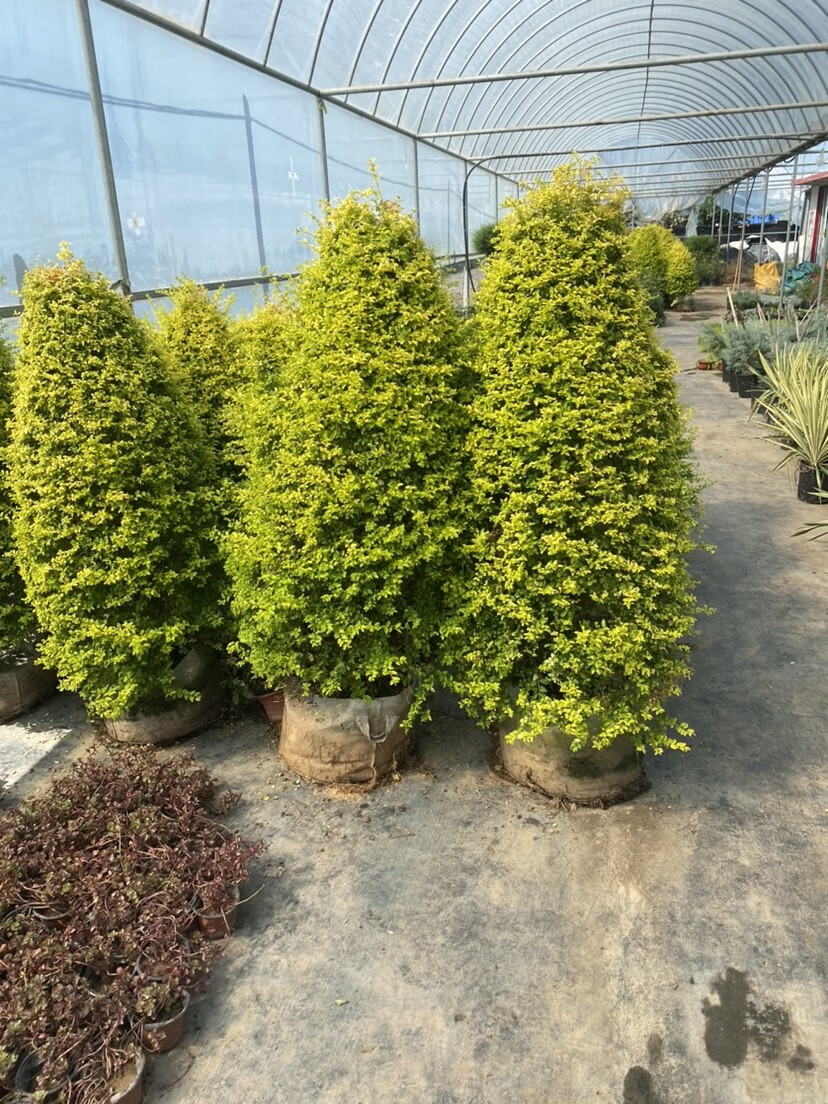 花嫁衣川滇蜡树金叶女贞亮晶女贞棒棒糖树苗别墅庭院造型树盆栽花镜