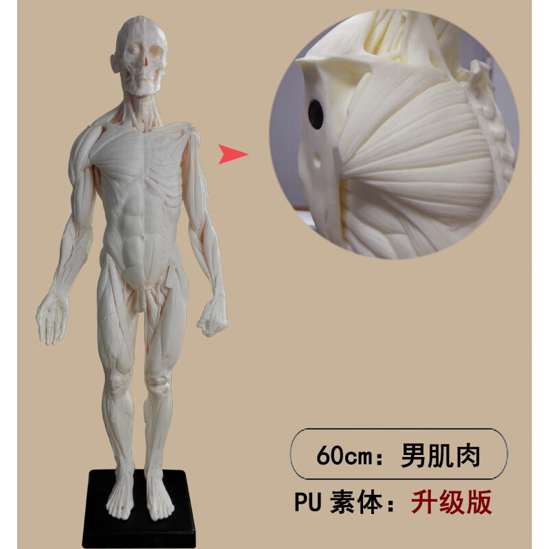 宸泽2022新款60cm雕塑艺用人体肌肉骨骼解剖结构模型美术参考绘画中性