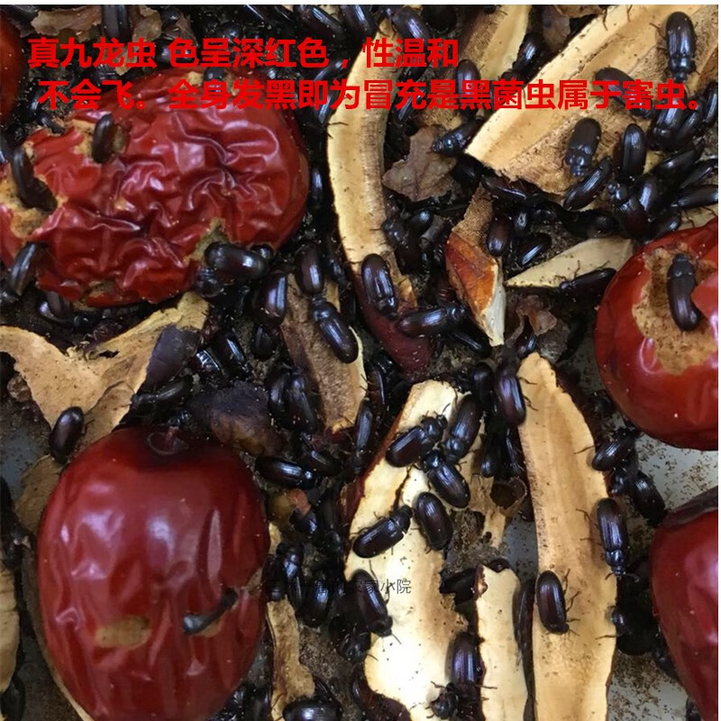 九龙虫洋虫宠物虫活体长命虫 5克约380只