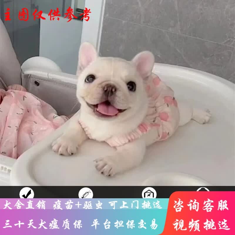桓瑞宠物法斗幼犬纯种法国斗牛犬幼体蓝牛法斗奶油斗牛犬短毛小型犬