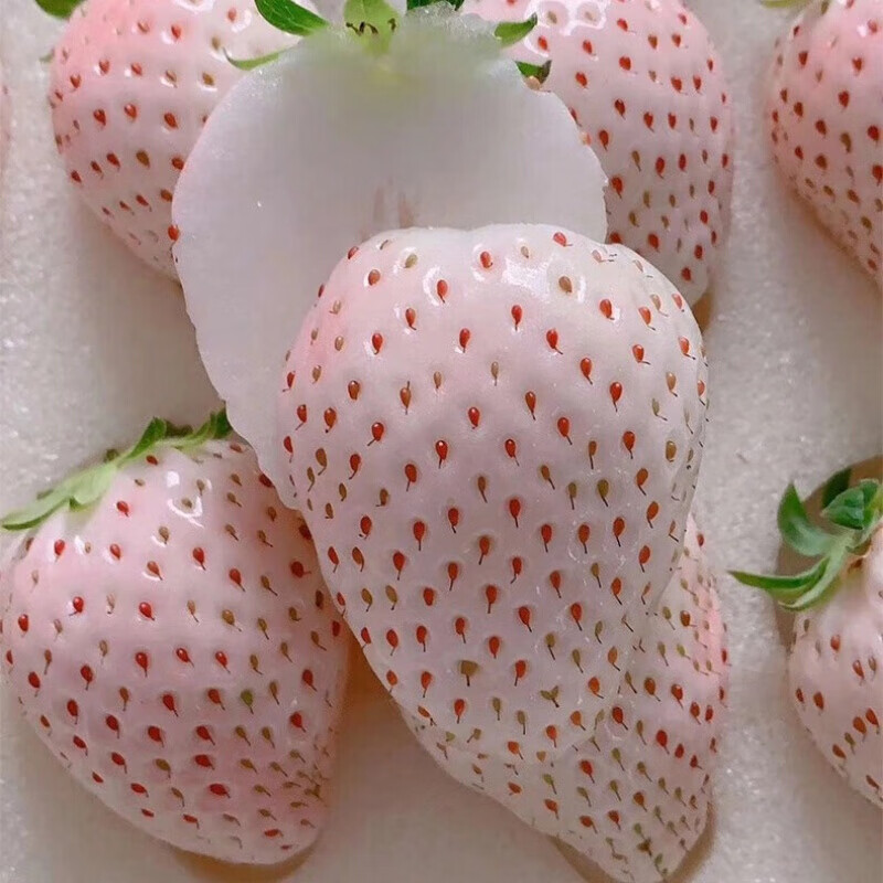 龙觇淡雪白草莓礼盒奶油草莓新鲜孕妇当季水果非日本奈良草莓白色生鲜