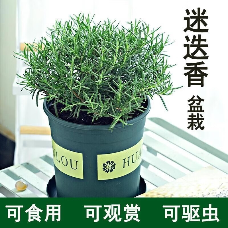 迷迭香盆栽室内带香味绿植客厅除异味净化空气植物驱蚊虫 迷迭香2盆+加仑盆