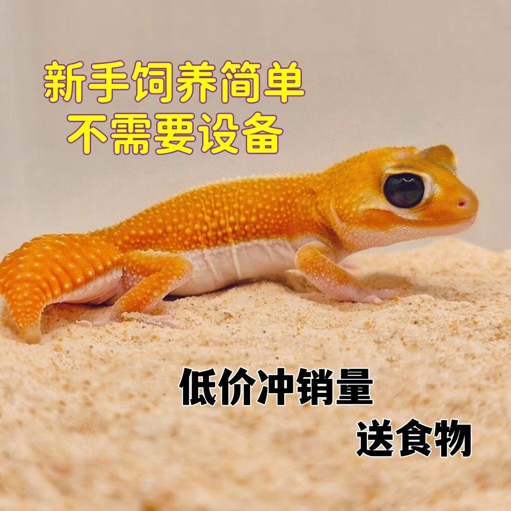 变色温爬宠鬃狮可爱小守宫宿舍成蜥蜴成体守宫变色龙活物 饲养盒一个