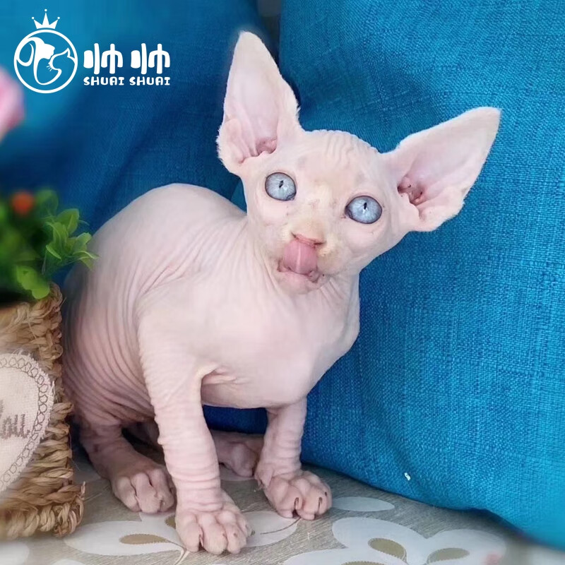 帅帅名宠  北京实体挑选 加拿大 斯芬克斯无毛猫 活体幼猫 不掉毛的猫