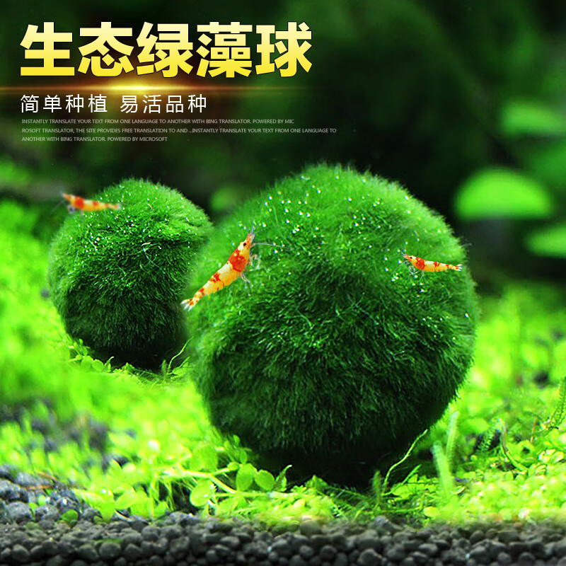 异景园鱼缸水族箱造景阴性水草海藻球绿藻球生态瓶绿澡球水藻球微景观 藻球中号(2-3cm)