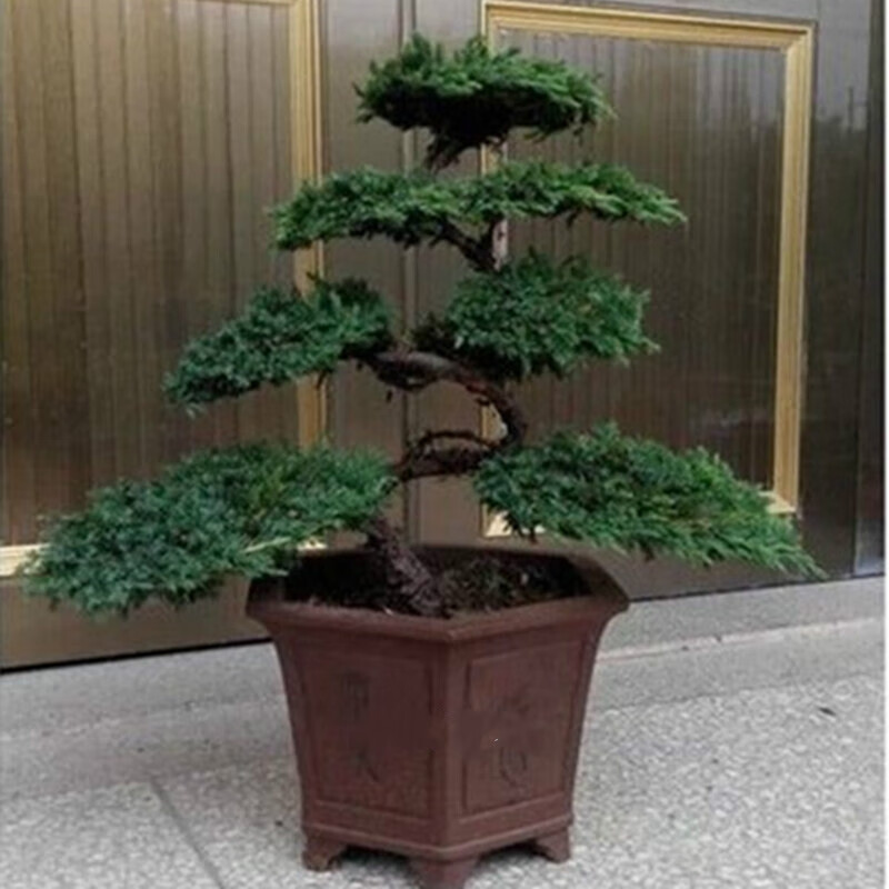 素蜜盆栽绿植观赏花卉小叶迎客松盆景苗树桩 2年苗