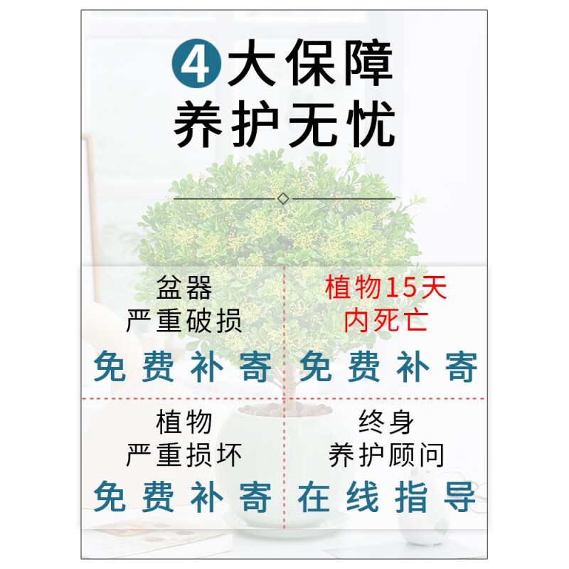 叹为观止【带花苞发货】米兰盆栽花盆栽花卉绿植办公室室内浓香四季开花 香水米兰小苗两棵(不含盆) 带盆栽好