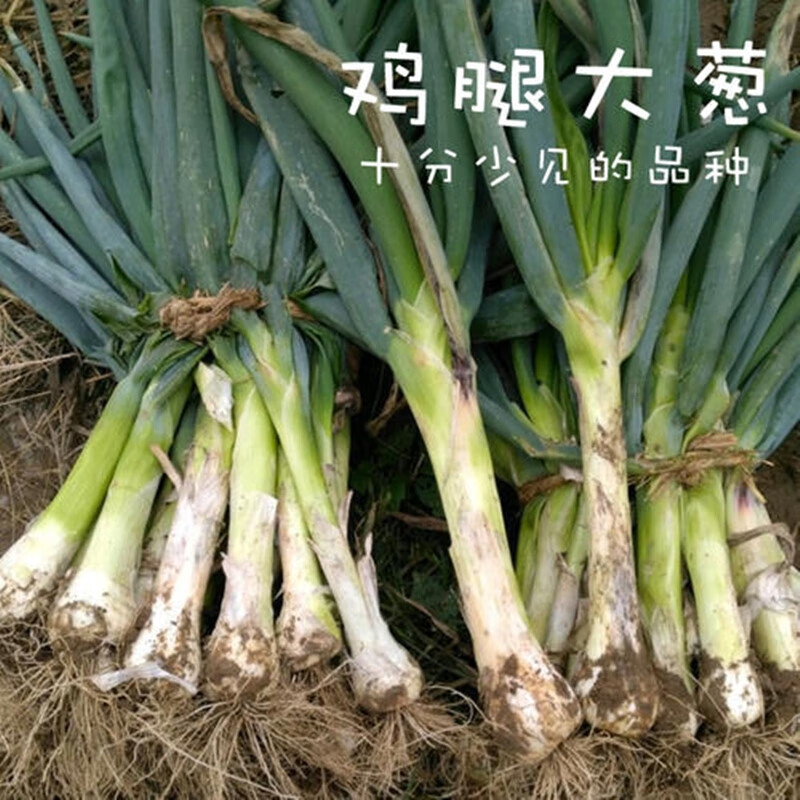 红人迷大头葱籽 长白鸡腿葱种籽 耐寒莱芜菜农大田高产四季盆栽葱种