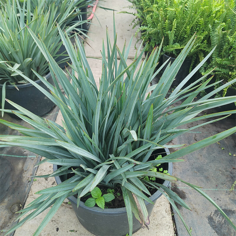 曼杉园(manshanyuan)花境植物蓝色山菅兰蓝灰常绿多年生四季常青耐热