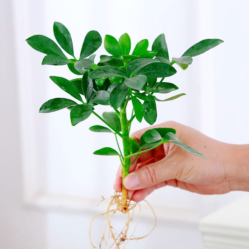 ��˼Է ˮ��Ѽ��ľ���� Ѽ��ľһ��