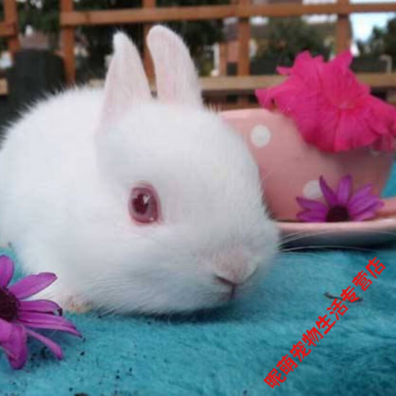 smvp兔子活体宠物小白黑兔荷兰侏儒垂耳折耳兔活物 喜马拉雅小侏儒 一