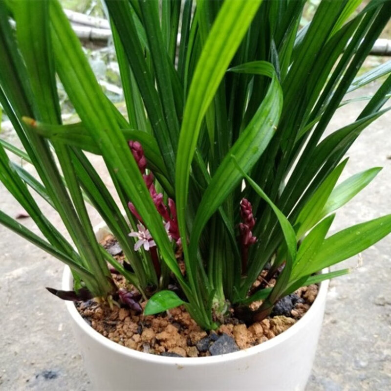 花嫁衣吉祥草盆栽苗 吉祥草苗 吉祥草室内花镜庭院地被常绿观叶开花植