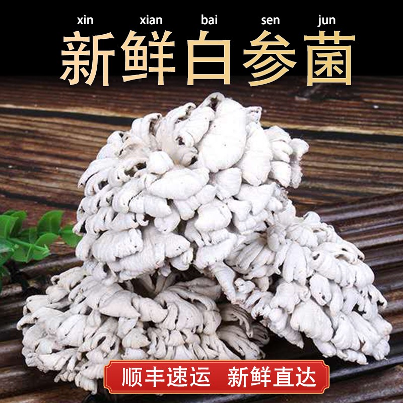 新鲜白参菌雪莲菌云南新鲜菌菇 1000克