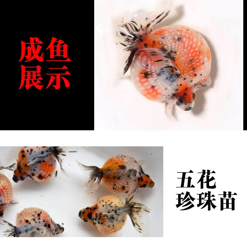优鱼若宠精品鼠头珍珠金鱼活鱼鱼苗红白五花珍珠鱼小好养冷水大肚子