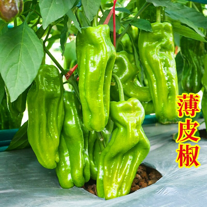 寿禾泡椒种子山东寿光辣椒种子种苗 寿禾绿皱101泡椒种子 150粒/薄皮