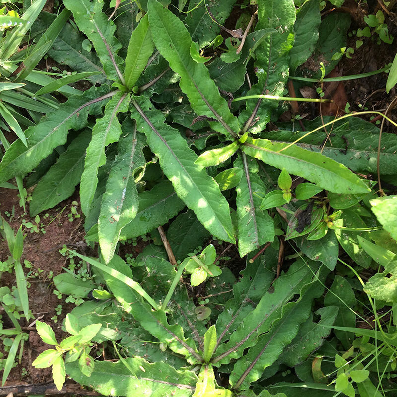 有仁堂野生新鲜地胆草鞋板地胆头苦地胆兔耳风坐地娘凉茶 500g