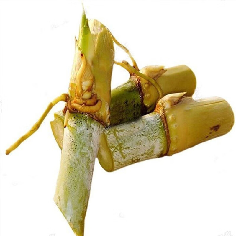 萌蕴(mengyun)新型皇竹草种节台湾甜象草种节巨菌草种节多年生四季