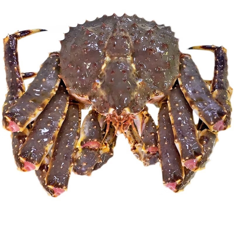 帝王蟹海鲜鲜活冻大10斤进口高端顺丰空运长脚蟹皇帝蟹帝皇蟹 8.5-9【活冻品质 新鲜足称】