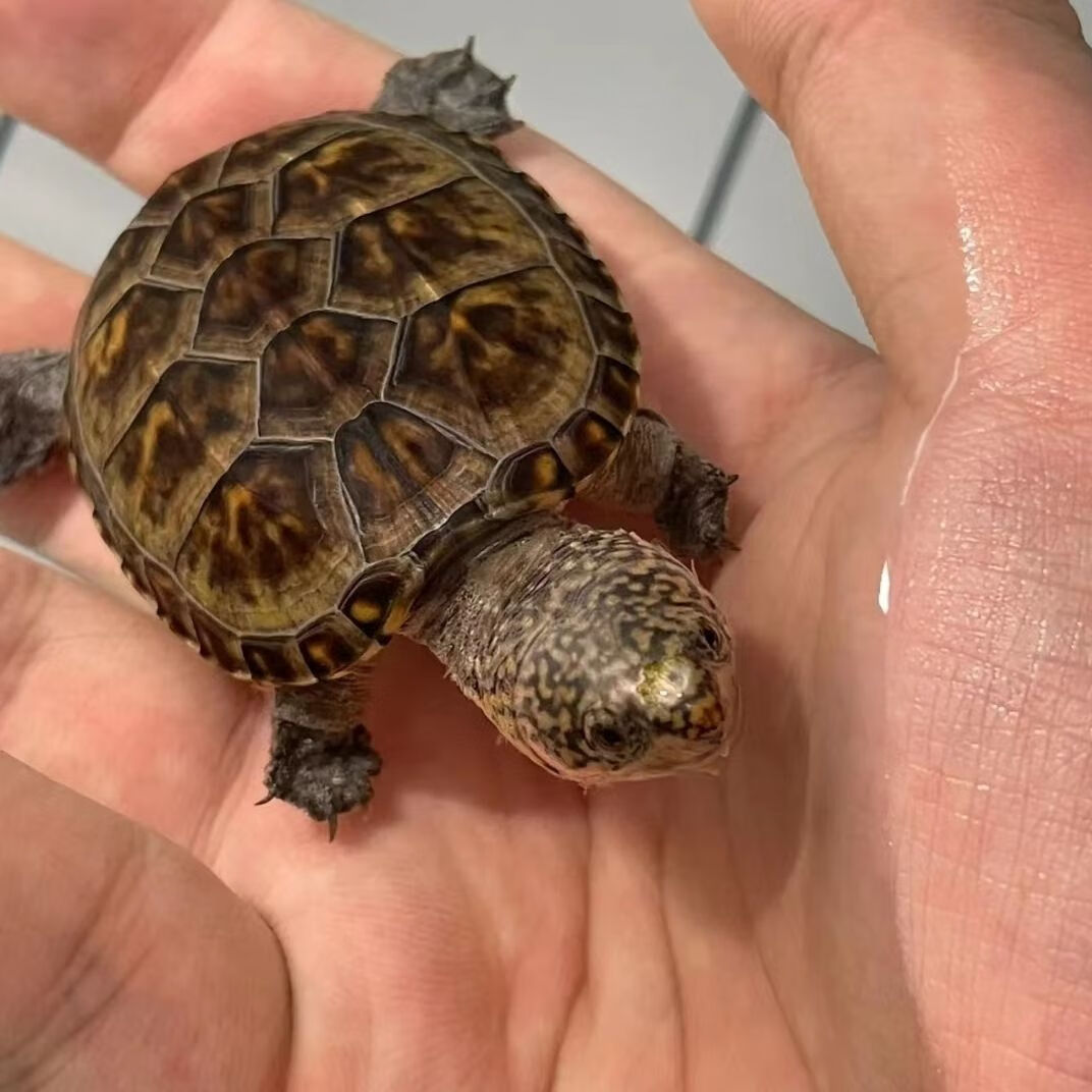 萨尔文蛋龟龟蛋墨西哥蛋龟龟蛋包受精蛋宠物龟包孵化
