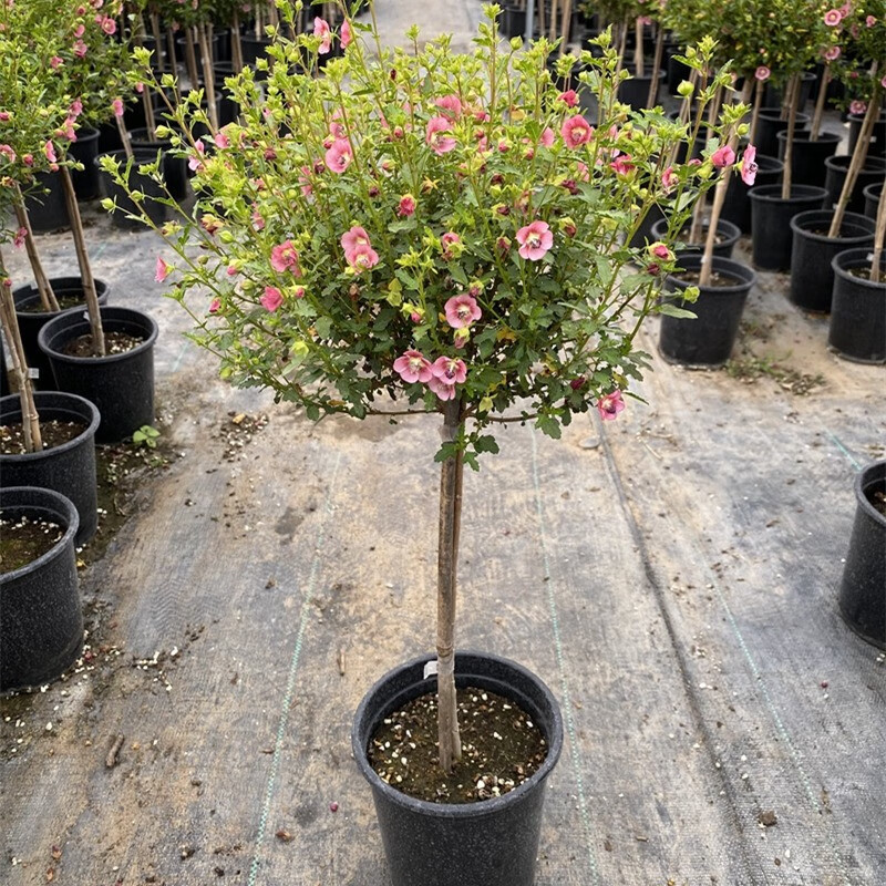 一花之秋独杆木槿花树苗阳台庭院花卉植物四季开花 独杆木槿【60厘米