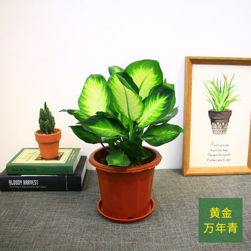 黄金万年青盆栽阴生好养植物系列彩叶办公室好养盆景 黄金万年青 原装