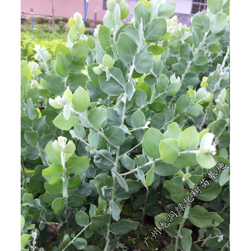 澳洲观叶品种银叶金合欢开花合欢树苗盆栽地栽阳台庭院植物 20-30cm