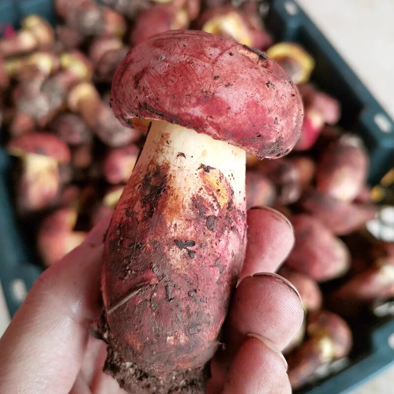 幸鸾禾澹见手青红葱牛肝菌新鲜野生云南牛肝菌特产美食黄黑白牛肝