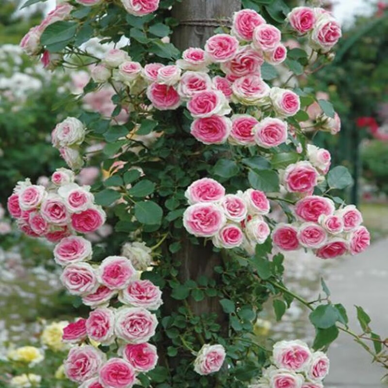 意轩月季花 藤本爬藤类庭院花园高档盆栽绿植花卉 扦插小苗