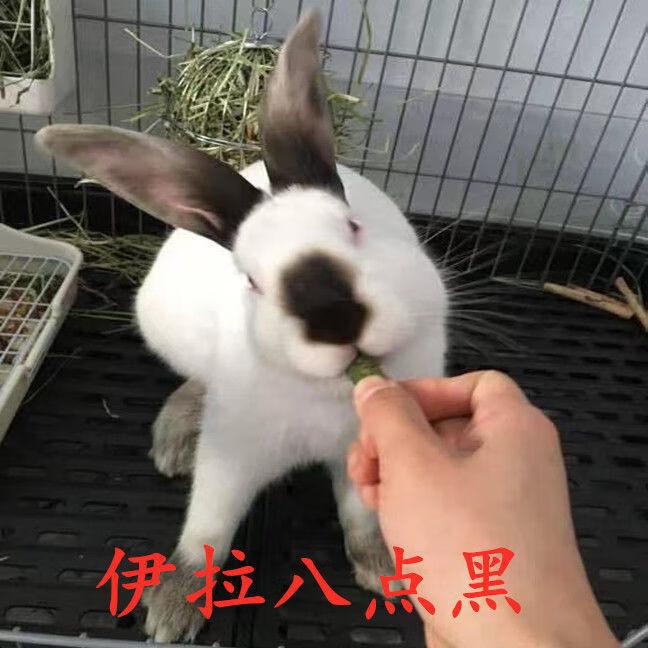 大型成兔活体比利时种兔新西兰肉兔成年兔可繁殖做种农村家养兔子 伊