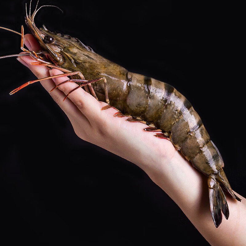 尝鲜生 特大黑虎虾 越南虾类生鲜超大虾斑节对虾老虎虾 海鲜水产年货