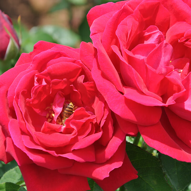 (ems /新鲜可食用)云南可食用玫瑰花鲜花 新鲜花骨朵3斤墨红玫瑰花瓣