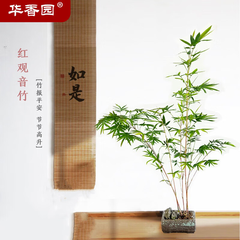 内门竹红观音竹云文米竹子苗内门造小盆栽景素材书房庭院阳台茶室内