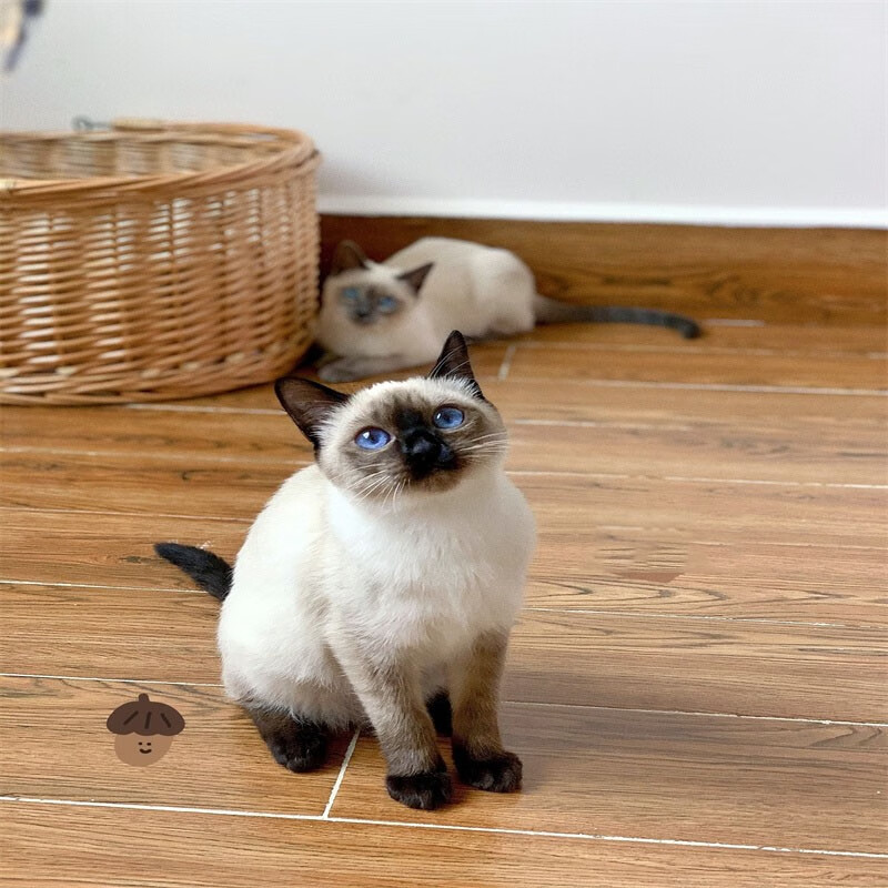 桓瑞宠物纯种宠物猫咪活体暹罗猫幼猫幼崽 宠物级a款 公