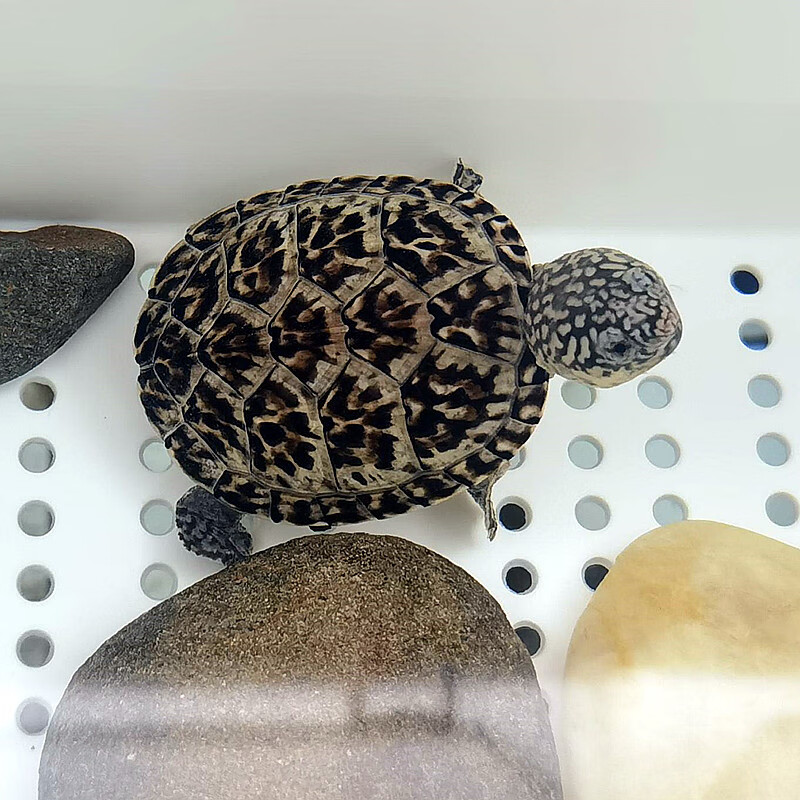 旺园兴正宗斑点乌龟外池满天星深水龟吃粪观赏鱼龟混养缸清洁星点龟