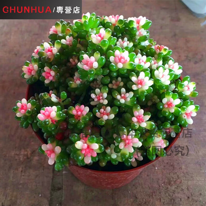 素蜜多肉植物大颗露多肉呆萌多肉多肉植物稀有生石花彩色红心浆果粉色 简易塑料盆+7厘米彩色浆果 带盆栽好