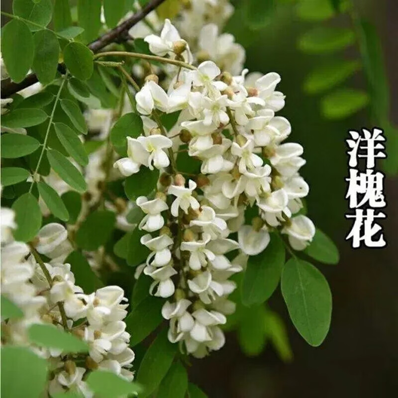 曼杉园(manshanyuan)洋槐花树苗洋槐树刺槐树苗槐树苗食用槐花树苗白