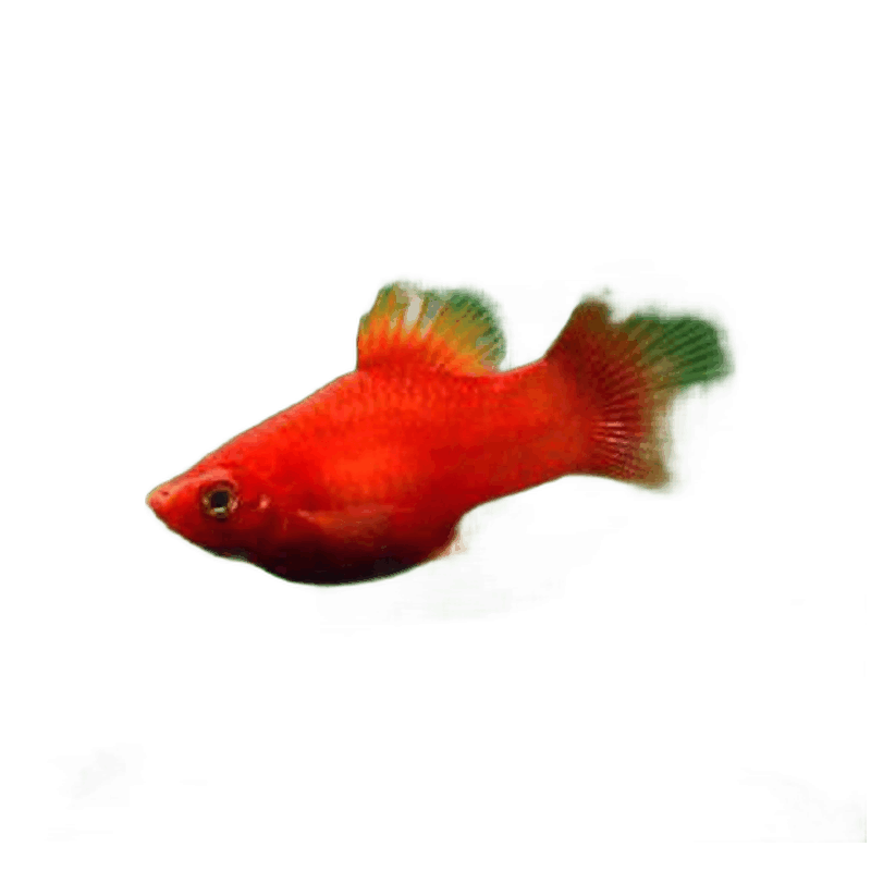 卡奇鱼 胎生鱼 玛丽球鱼热带观赏鱼淡水鱼活体鱼宠物鱼宠物活体丽丽曼龙 红月光10条