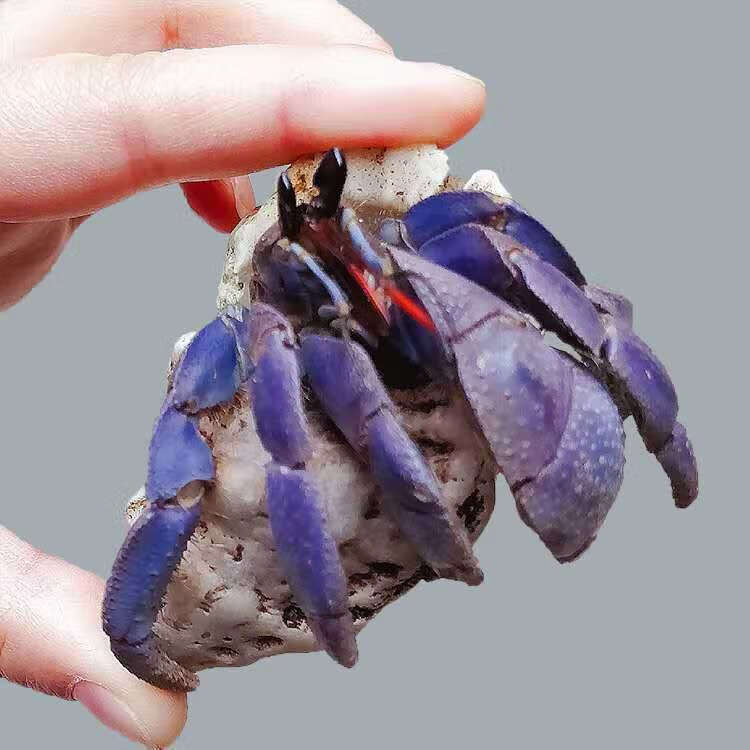 墨之瑶陆养灰白草莓寄居蟹西伯利斯深紫里拉短腕宠物活体螃蟹观赏蟹 2