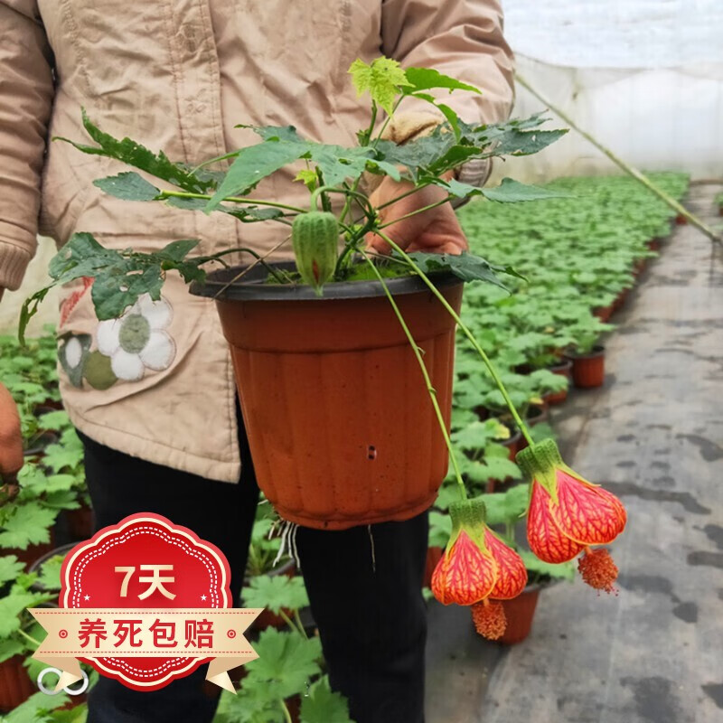 木本灯笼花苗 风铃扶桑花,纹瓣悬铃花 金铃花盆栽苗 倒挂金钟花苗