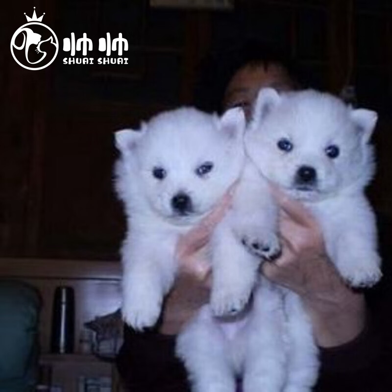 北京帅帅名宠30天保障-银狐犬幼犬活体宠物狗日本尖嘴犬纯种狐狸狗