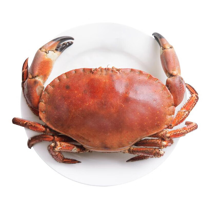 【活鲜】御鲜之王 爱尔兰鲜活面包蟹 大螃蟹 海鲜水产 面包蟹 600-700g/只