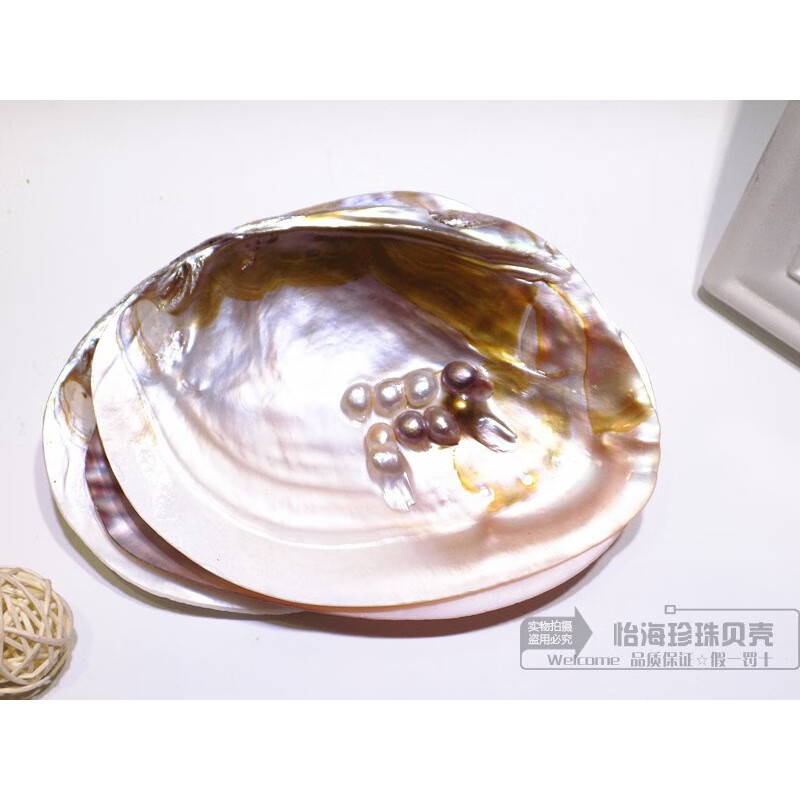 珍珠蚌壳 天然珍珠海螺贝壳珊瑚海星收藏水族贝壳画摆件 珍珠贝15-17厘米 带珍珠【精抛光】
