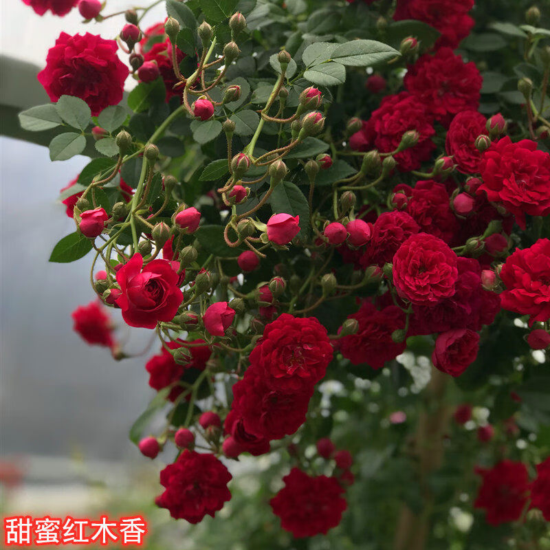 木香花苗浓香四季开花红木香耐寒庭院攀爬植物红花蔷薇黄木香盆栽