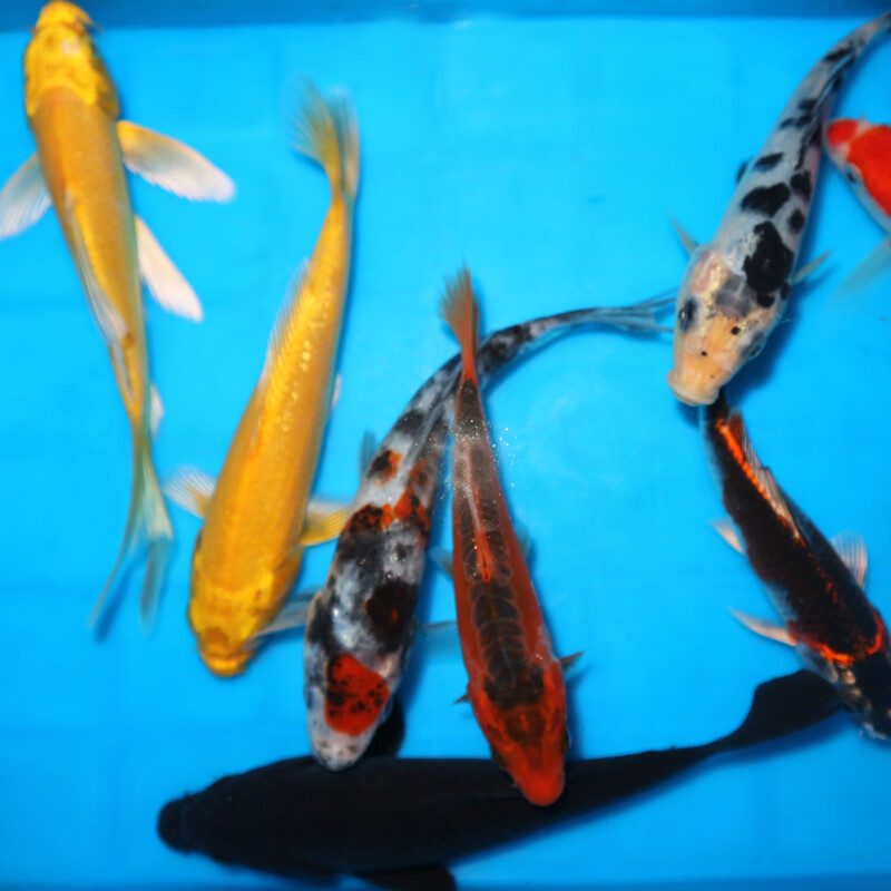 水族活体价格变动曲线|水族活体价格比较